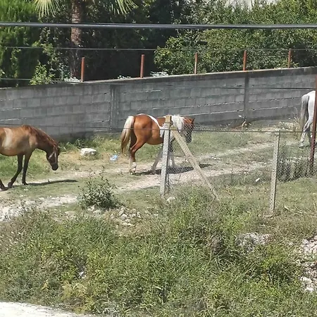 Likaj
